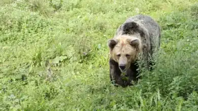 Un oso en la carretera de Asturias