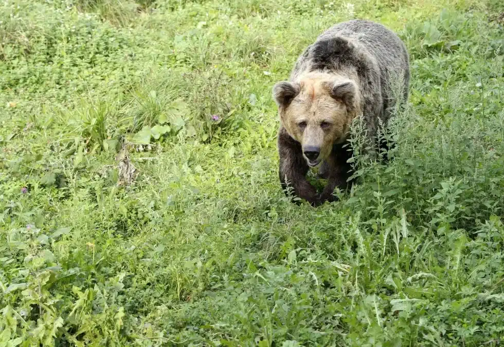 La osa “Paca” en las instalaciones de Santo Adriano