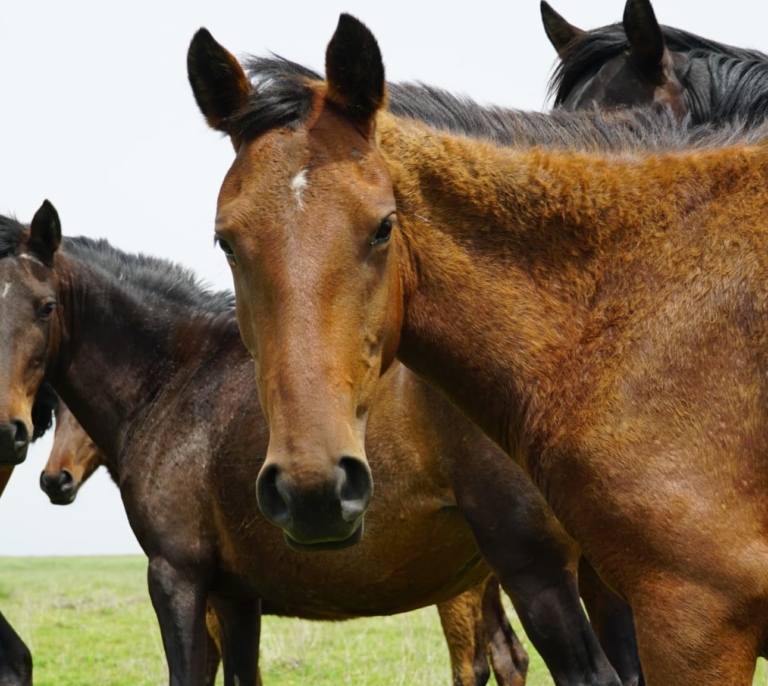 Mustang: en busca del linaje perdido del caballo español que conquistó América y se convirtió en un icono de EEUU