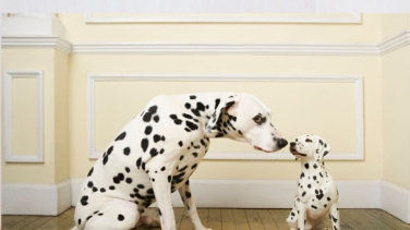 ¿Es posible clonar a tu mascota en España? Cómo se hace y cuánto cuesta