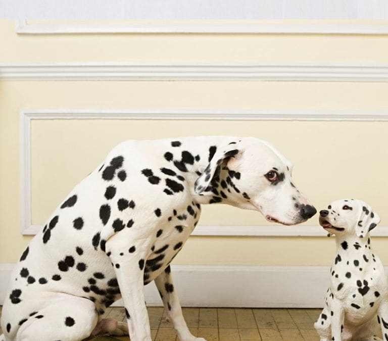¿Es posible clonar a tu mascota en España? Cómo se hace y cuánto cuesta