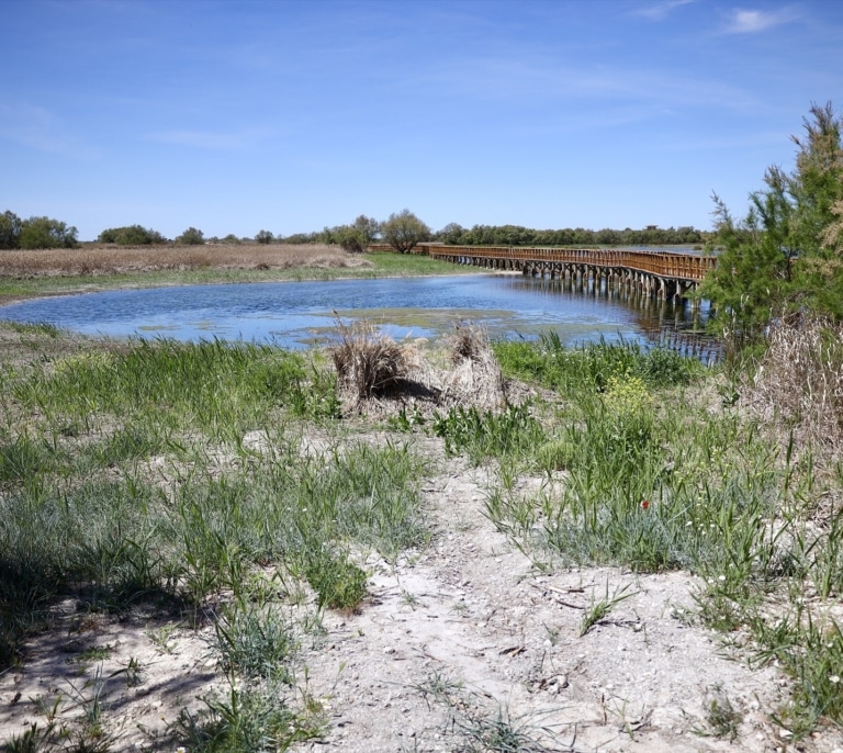 WWF denuncia la sobreexplotación y el robo del agua en Las Tablas de Daimiel