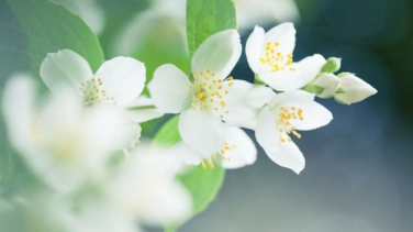 Las mejores plantas de interior para el verano