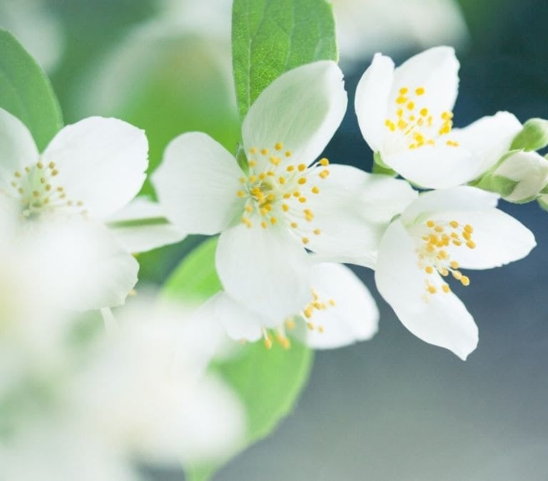 Las mejores plantas de interior para el verano