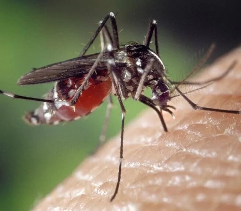 Qué es el dengue, el virus que amenaza a Europa: cómo reconocerlo y qué lo transmite