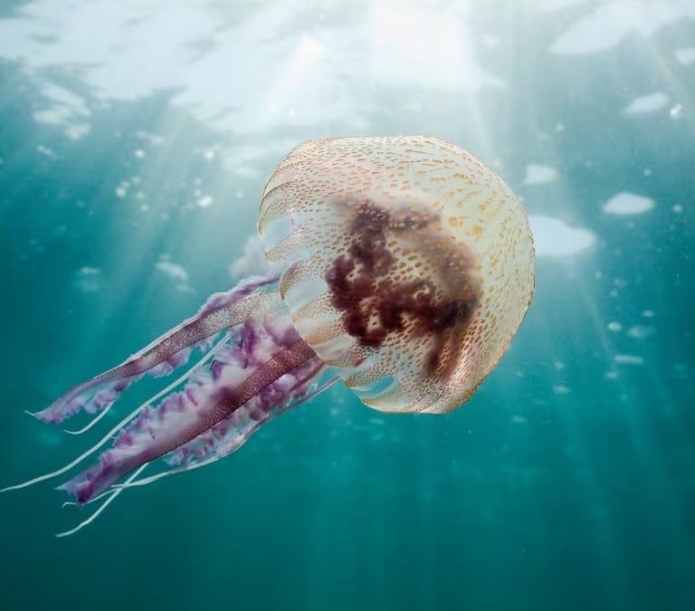 Qué hacer si me pica una medusa y cuánto tiempo dura el efecto de la picadura