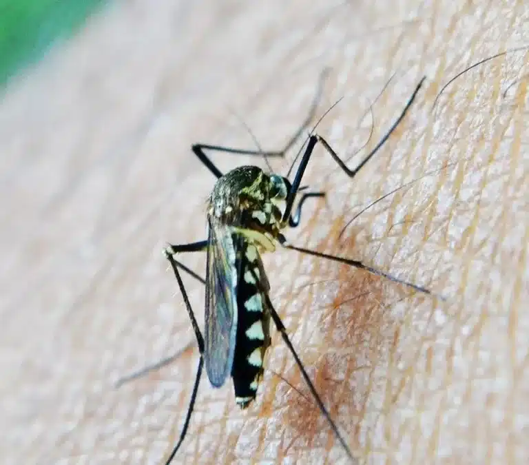 Virus del Nilo Occidental: qué es y cómo se transmite