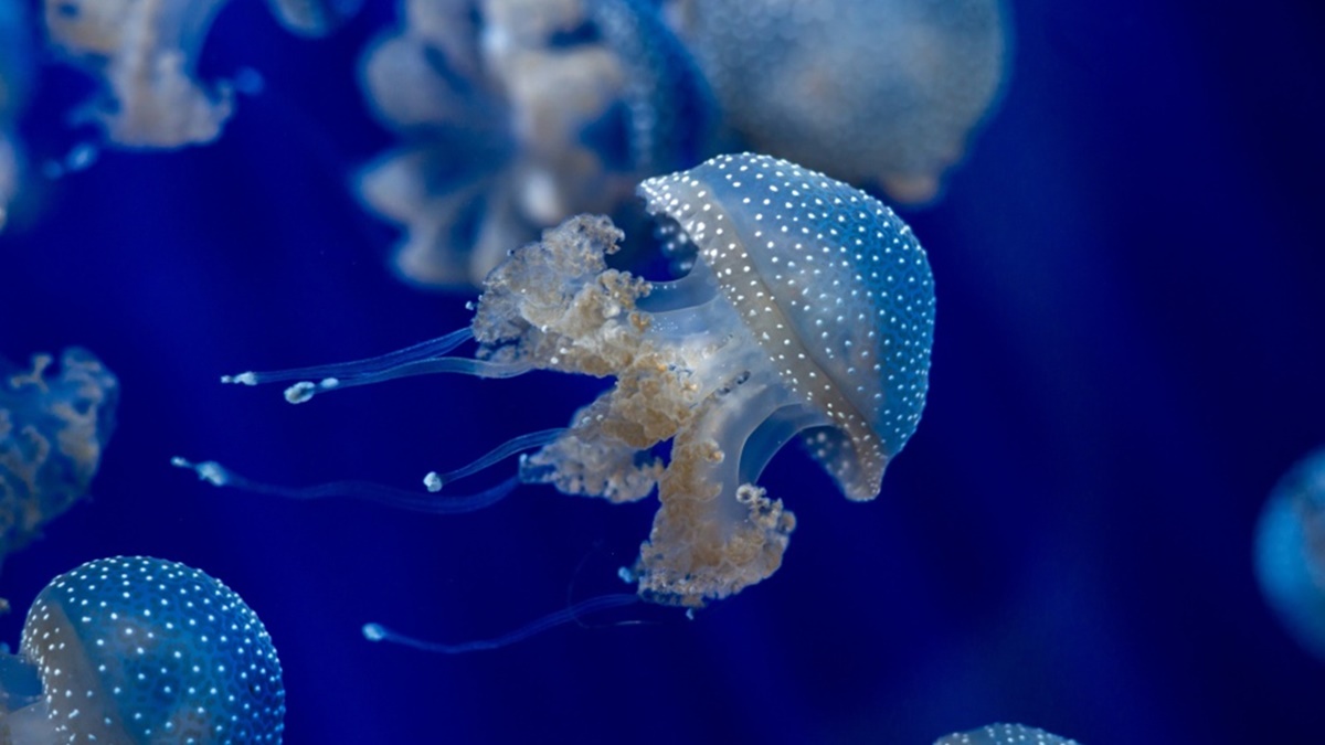 Estas son las playas donde más fácilmente te toparás con estas peligrosas medusas /Shutterstock