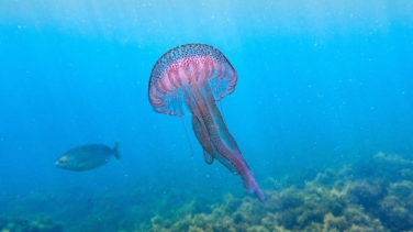 Las 6 medusas más peligrosas que puedes encontrar en las playas de España