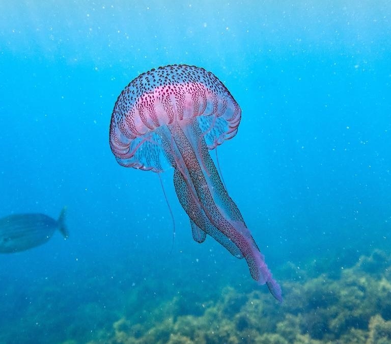 Las 6 medusas más peligrosas que puedes encontrar en las playas de España