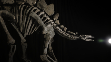 Se subasta en Nueva York el dinosaurio más caro de la historia