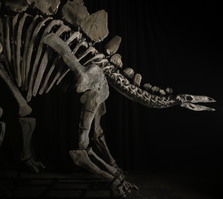 Se subasta en Nueva York el dinosaurio más caro de la historia
