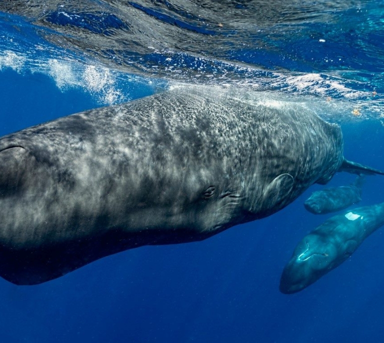 Aparece un cachalote muerto en el Estrecho por el impacto con una embarcación de gran tonelaje