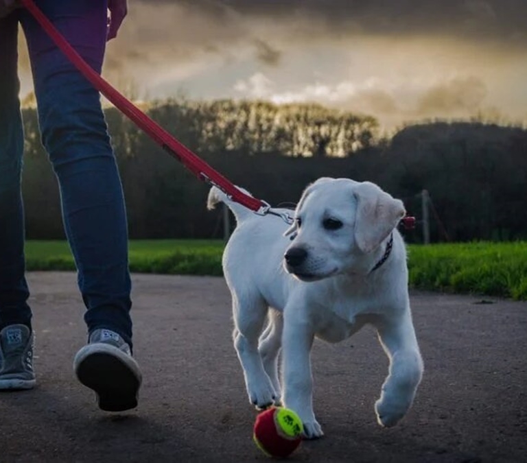 Cuánto tiempo se debería pasear a nuestro perro según su edad y raza