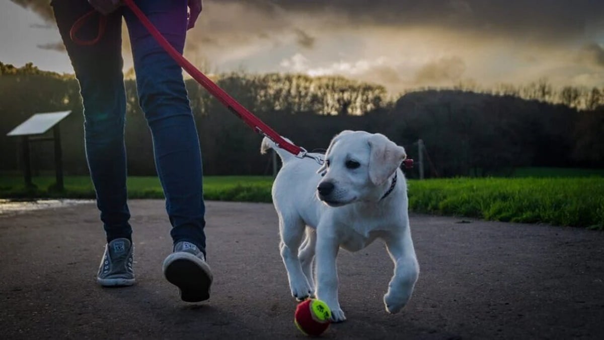 Pasear diariamente a nuestro perro es esencial para su buena salud y energía / Pixabay