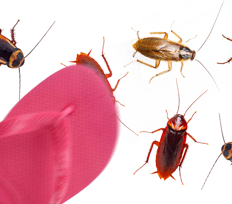 La razón por la que las cucarachas son (casi) indestructibles