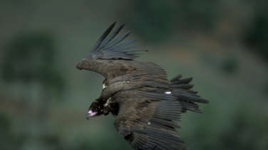 La Sierra de Guadarrama: el hogar del buitre negro