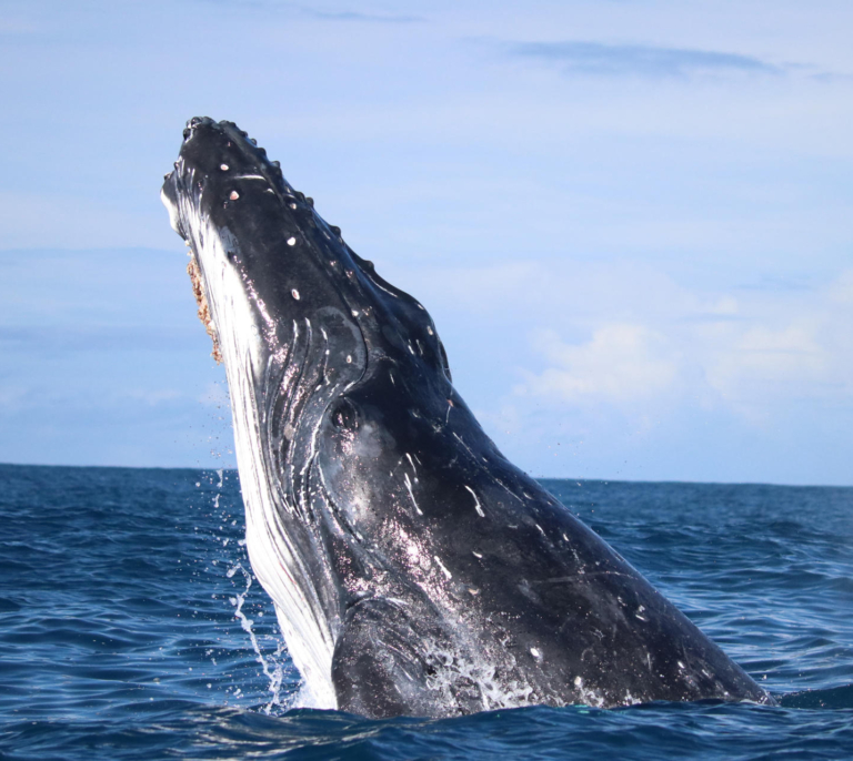 Las ballenas, beneficiadas por el confinamiento de los humanos durante el Covid-19: redujeron su estrés y fueron más felices