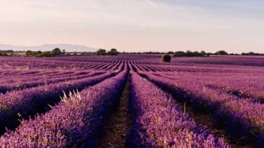 Festival de la Lavanda en Brihuega 2024: Cuándo se celebra, actividades, conciertos y cómo llegar