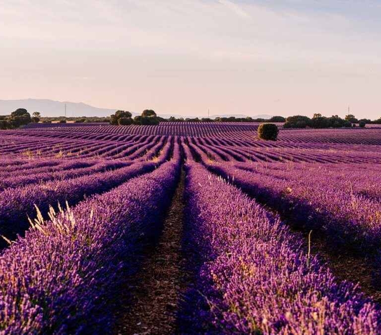 Festival de la Lavanda en Brihuega 2024: Cuándo se celebra, actividades, conciertos y cómo llegar