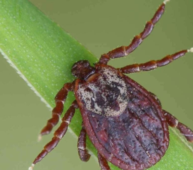 Qué es la garrapata 'Hyalomma' qué enfermedades transmite y cómo reconocer su picadura y síntomas