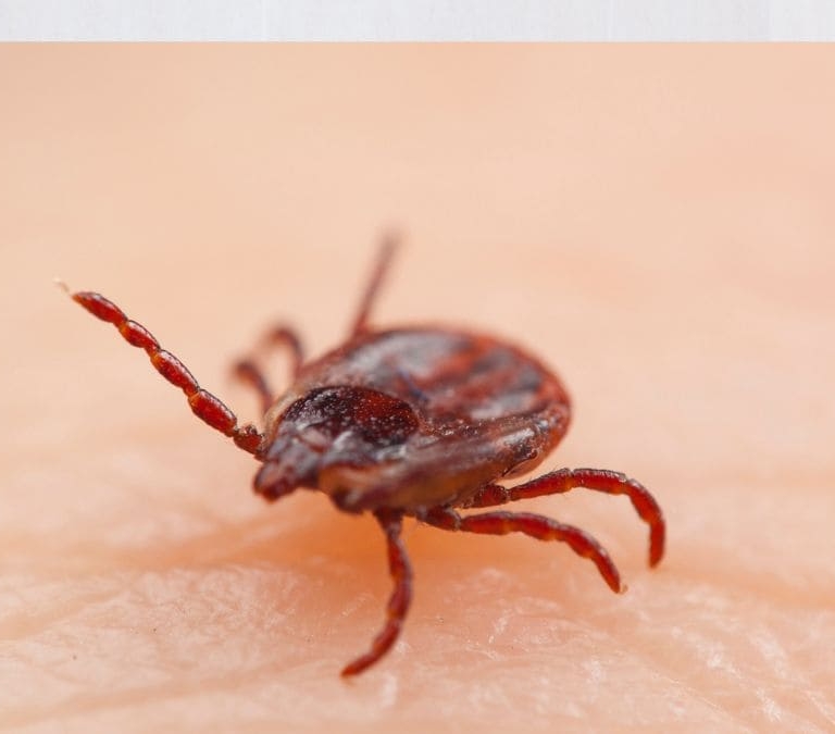Por qué son tan peligrosas las picaduras de garrapatas en humanos