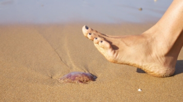 Qué hacer si te pica una faneca o pez araña, síntomas y en qué playas se encuentran