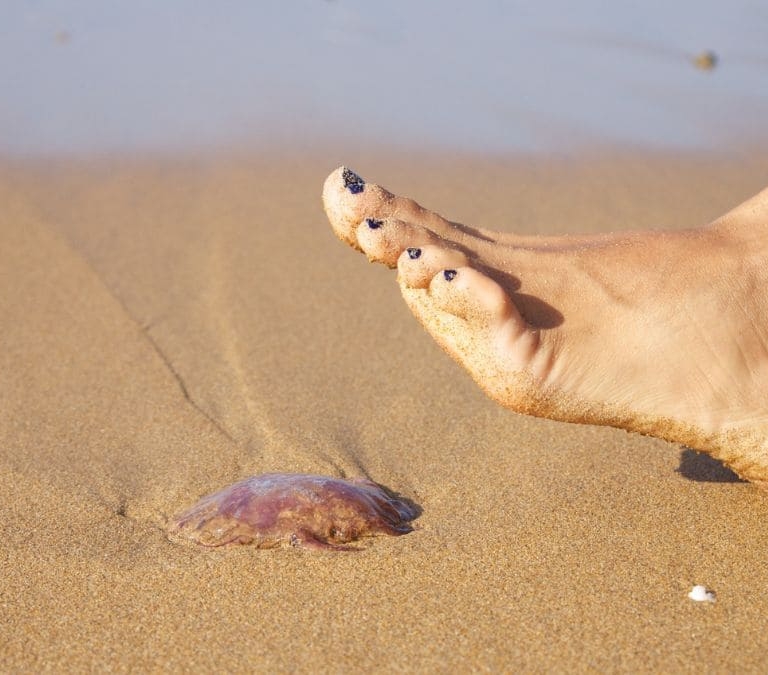 Qué hacer si te pica una faneca o pez araña, síntomas y en qué playas se encuentran