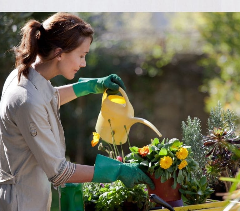 Cuál es la mejor hora para regar las plantas en verano