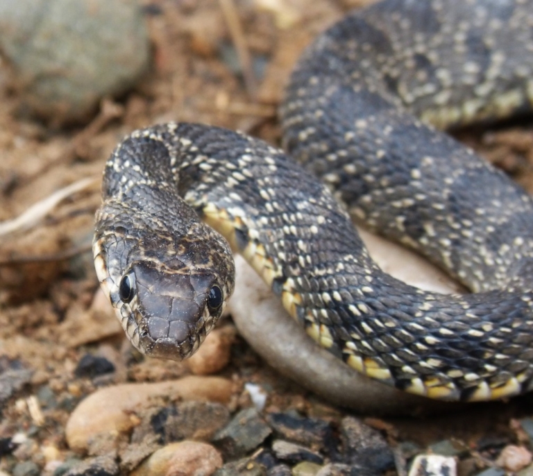 El Seprona cuenta los dientes a una serpiente para salvar la vida de un hombre tras ser mordido
