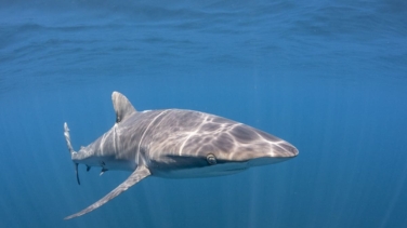 Alarma en el ecosistema marino: encuentran tiburones con restos de cocaína