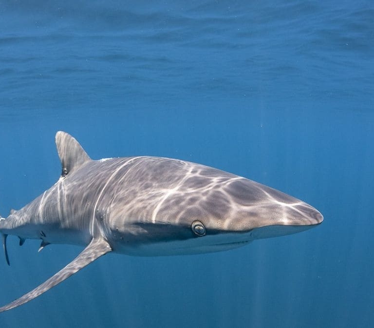 Alarma en el ecosistema marino: encuentran tiburones con restos de cocaína