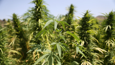 Mohamed VI indulta a 4.831 cultivadores de hachís en plena legalización del sector en Marruecos