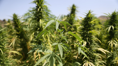 Mohamed VI indulta a 4.831 cultivadores de hachís en plena legalización del sector en Marruecos