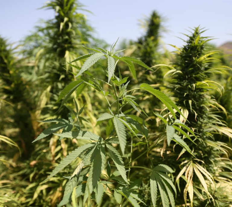 Mohamed VI indulta a 4.831 cultivadores de hachís en plena legalización del sector en Marruecos