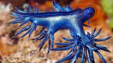 Qué es el 'Dragón azul' que se encuentra en las playas de Gran Canaria