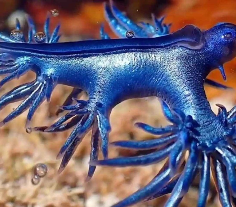 Qué es el 'Dragón azul' que se encuentra en las playas de Gran Canaria