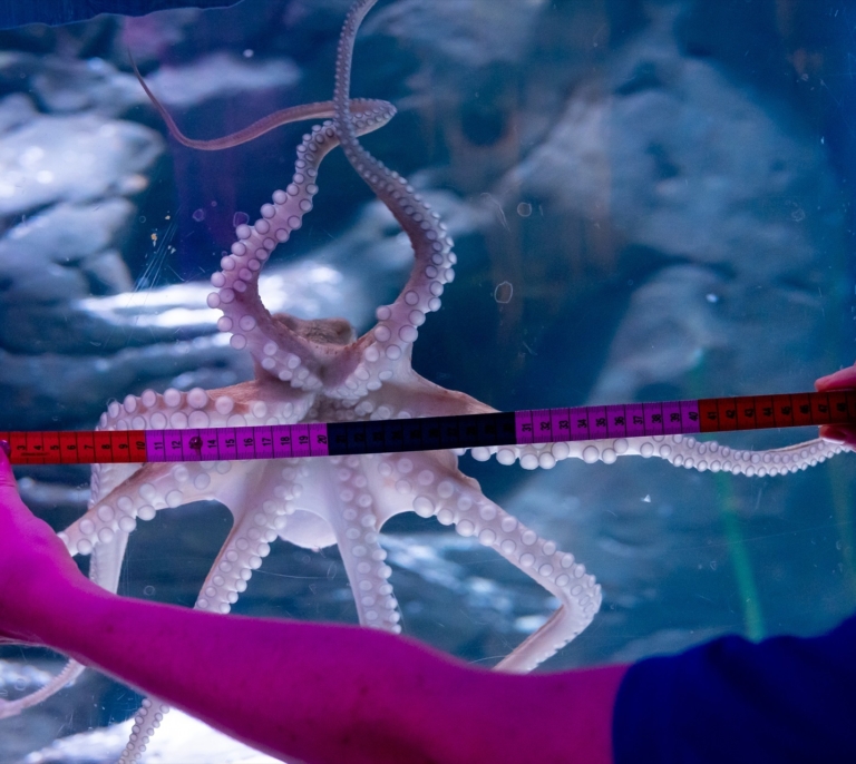 Un restaurante se enfrenta a 60.000 euros de multa por tener 35 kilos de langosta y pulpo obtenidos ilegalmente