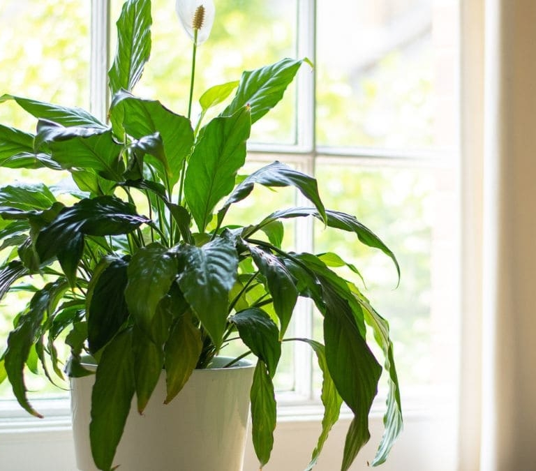 5 plantas ideales para combatir la ola de calor y refrescar la casa este verano