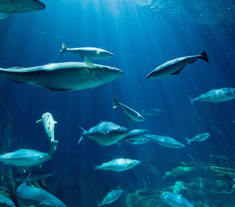 ¿Puede el comportamiento de los peces predecir un terremoto?