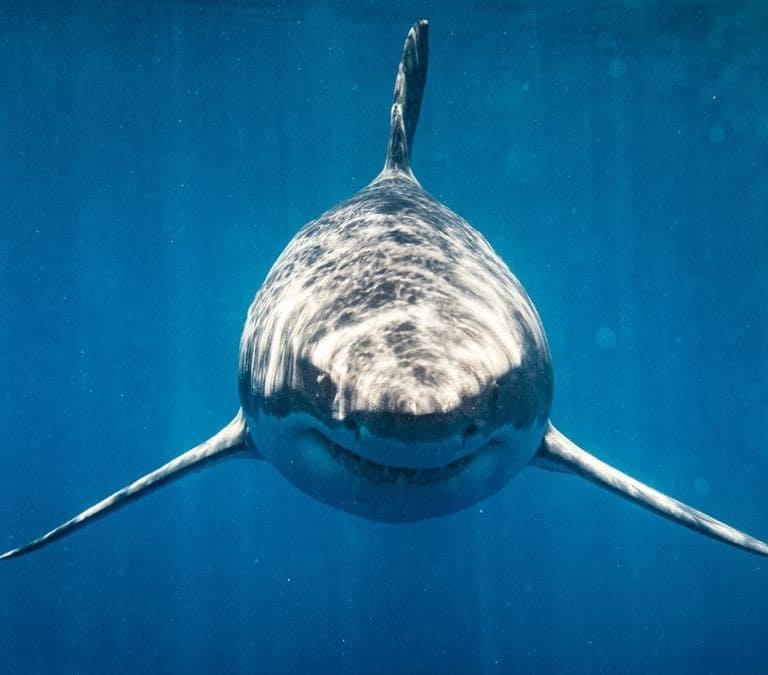 Tipos de tiburones que puedes encontrar en España