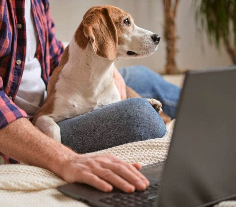 ¿Pueden rechazarme un alquiler si tengo una mascota?