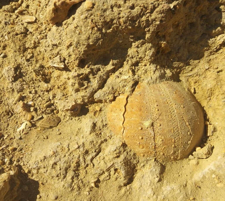 Cuando el Mediterráneo se evaporó y provocó una extinción masiva: "Fue el mayor cataclismo desde el meteorito de los dinosaurios"