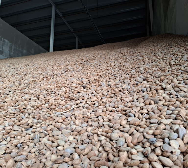 Las montañas cordobesas de almendra 'ibérica' que pueden acabar en China o en Mercadona