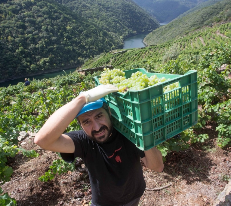 La guerra por la ansiada uva Godello enfrenta al Bierzo y Rueda