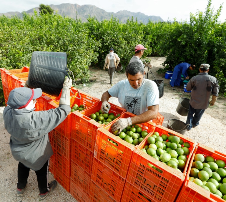 Desempleo vs falta de mano de obra: el campo necesita a los inmigrantes y pide menos burocracia