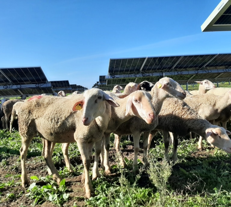 'Ovejas fotovoltaicas', así es la leche que nace del sol