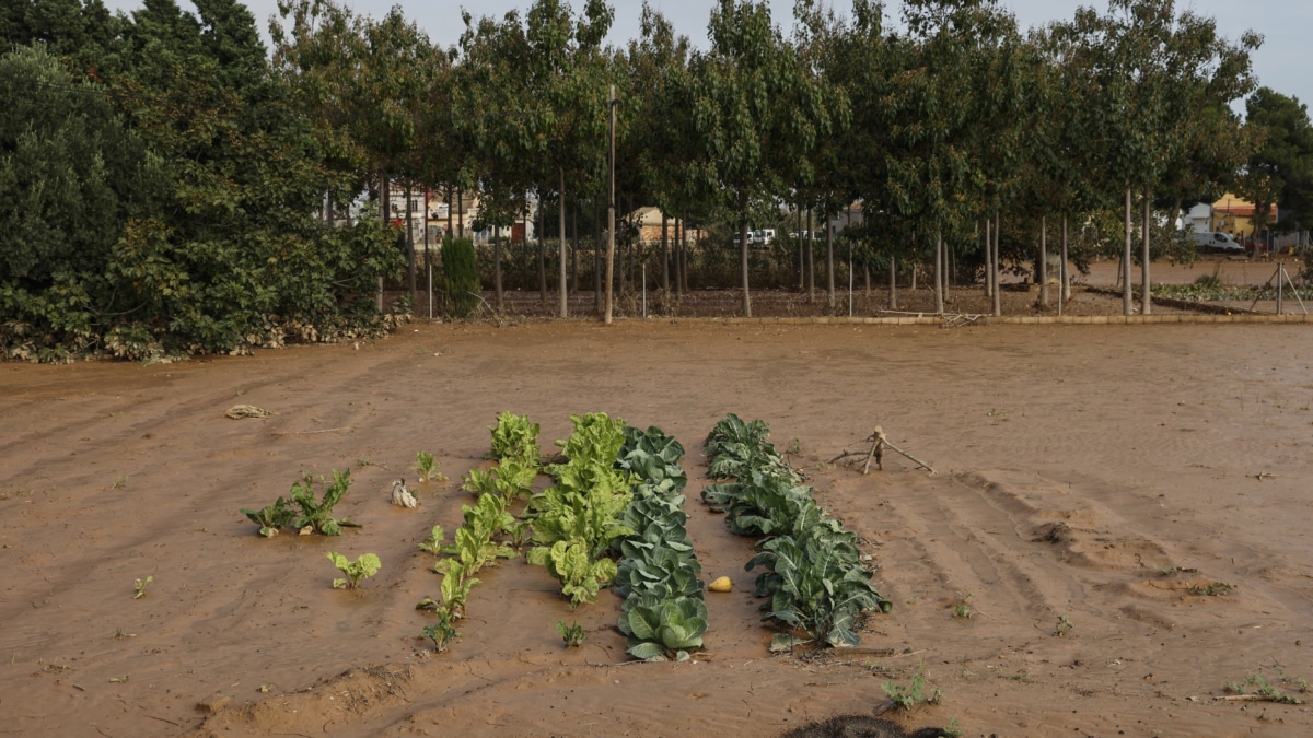 Estragos ocasionados por la DANA en una huerta de la Comunidad Valenciana