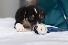 Más del 40% de los perros y los gatos en España padece alguna patología