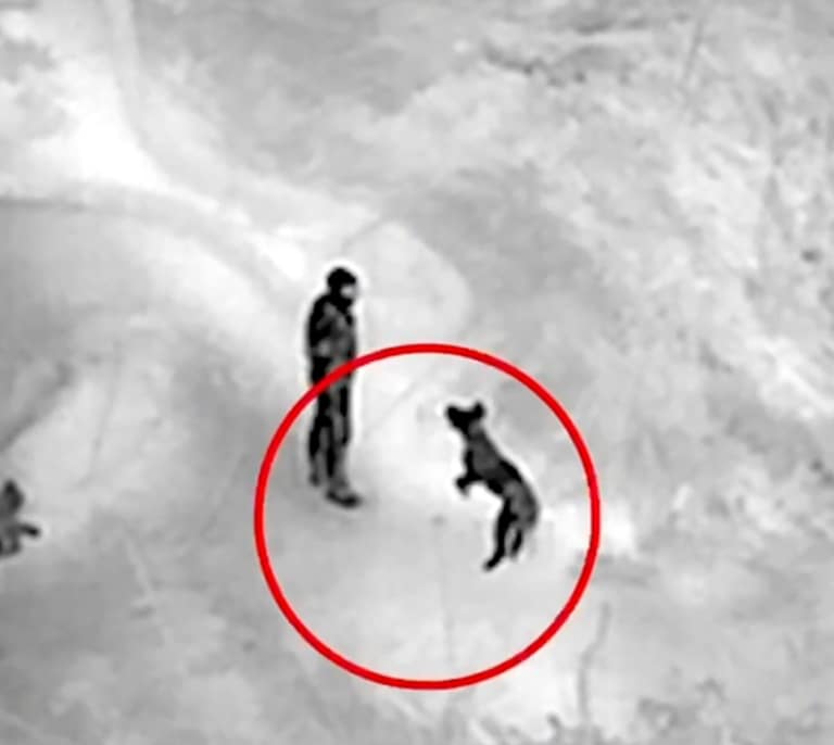 Perros de la Guardia Civil localizan víctimas de la DANA, que ascienden a 217